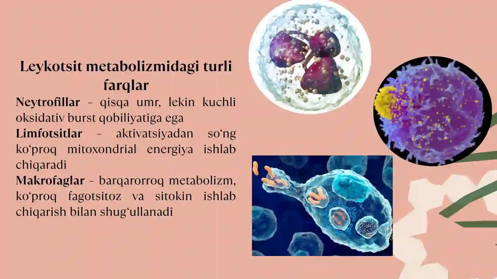 Leykotsitlar Metabolizmi Xususiyatlari 4