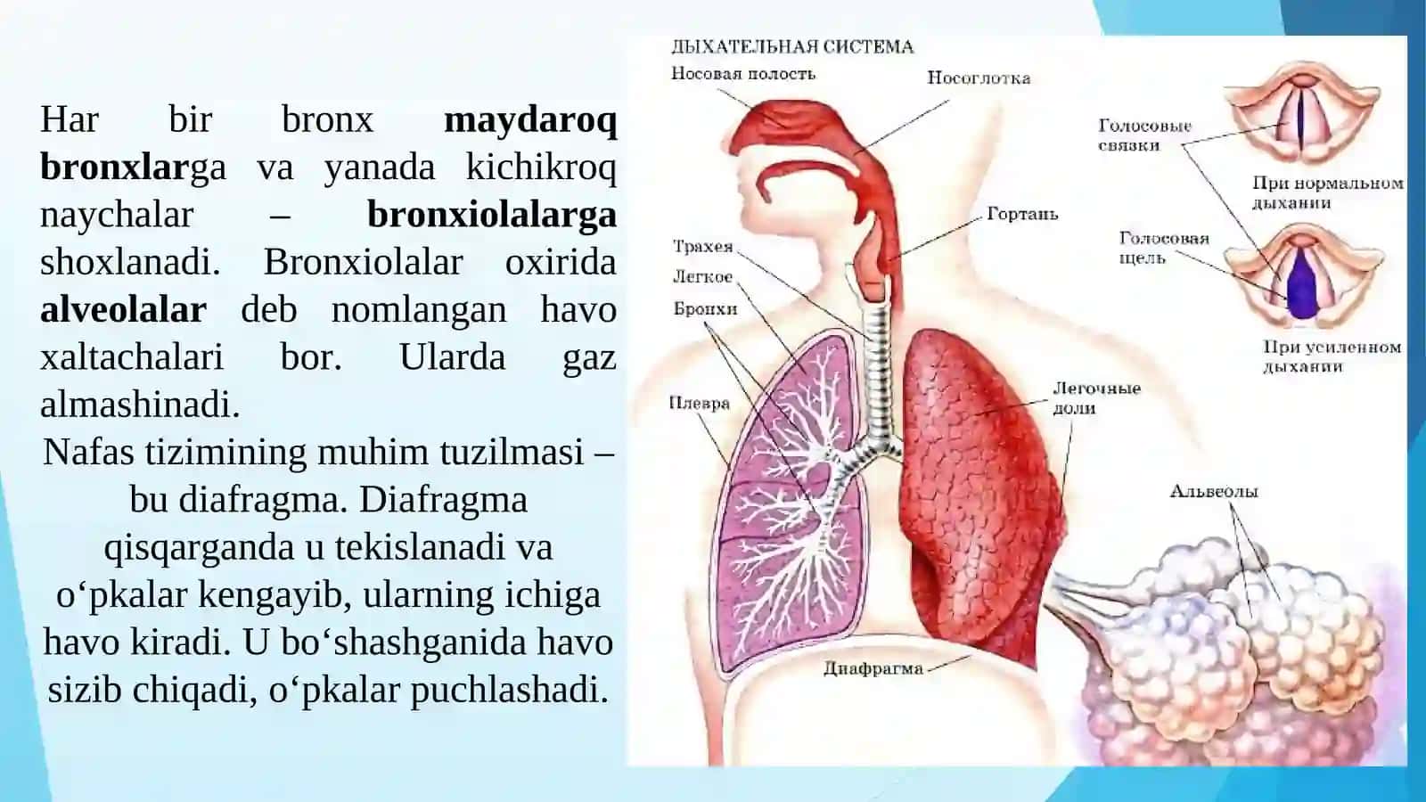NAFAS OLISH ORGANLARINING TUZILISHI 4