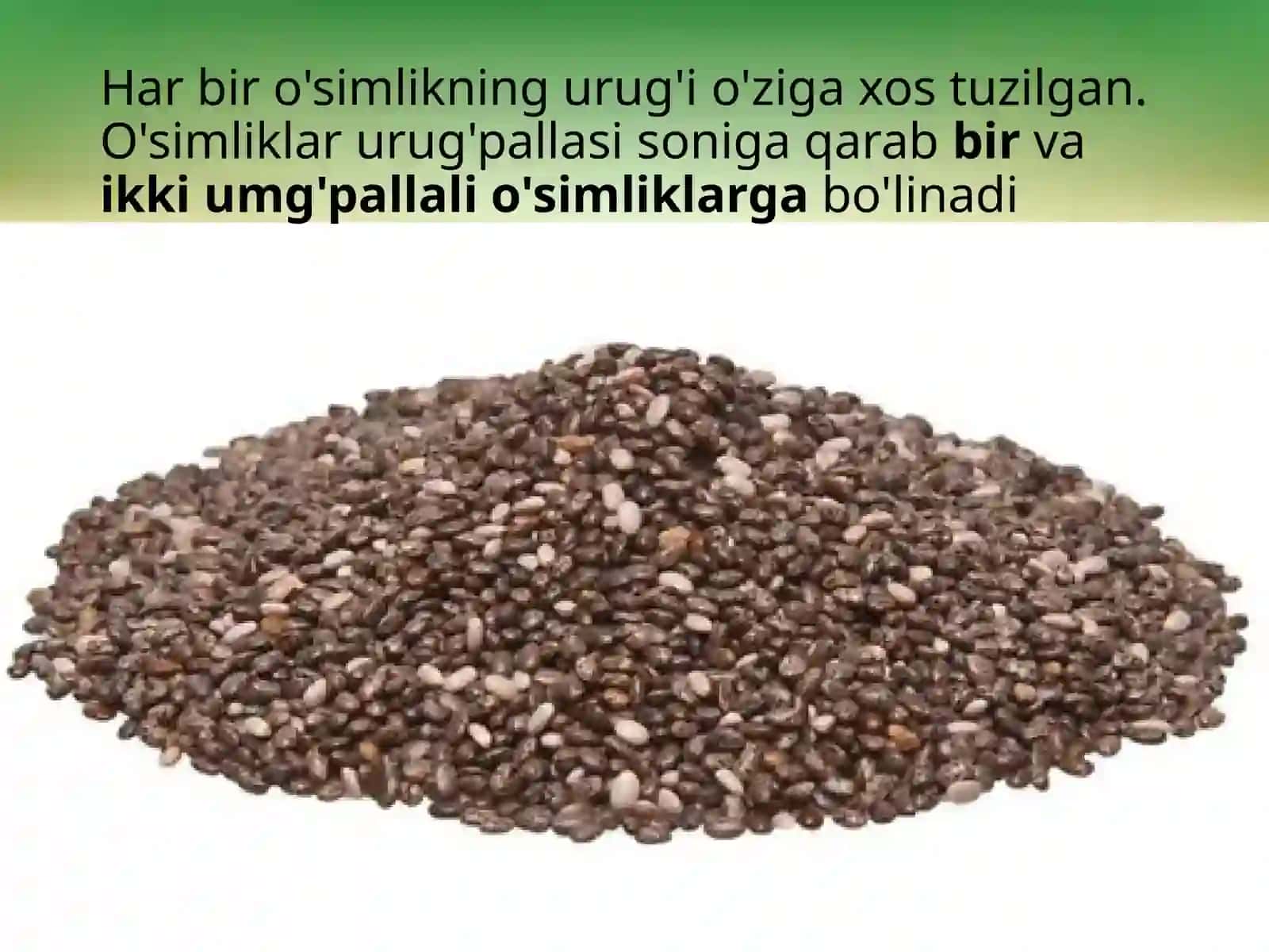6-sinf Botanika Urug'lar 4