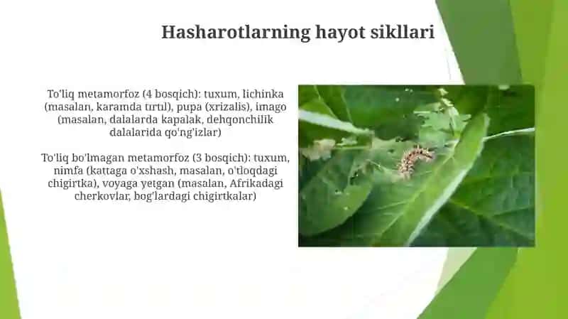 Parazitlik qiluvchi hasharotlar 4