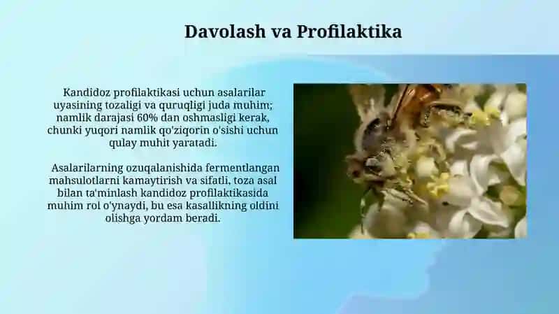 Asalarilarning kandidomikoz kasalligi 4