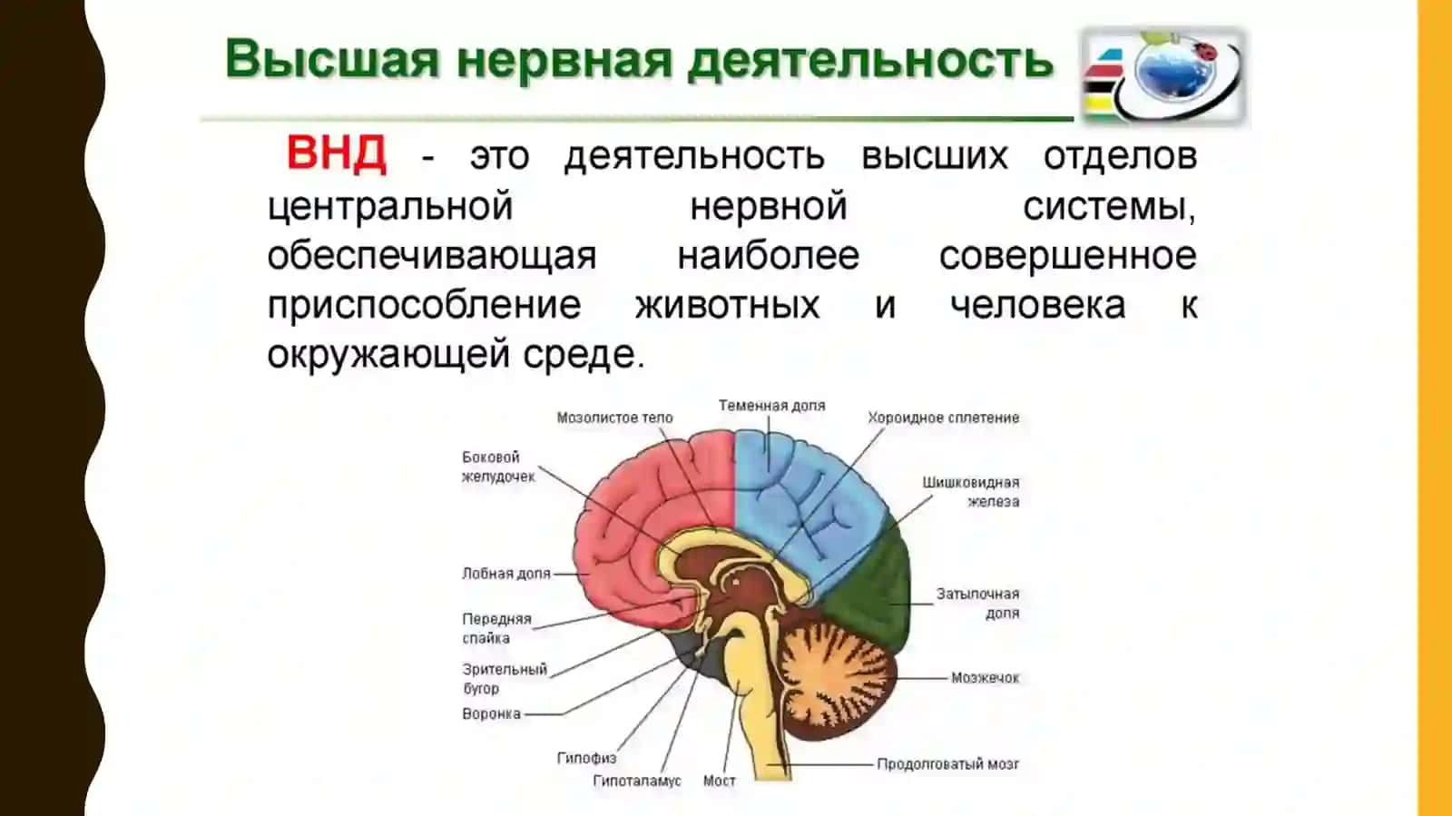 Высшая нервная деятельность и ее возрастные особенности 4