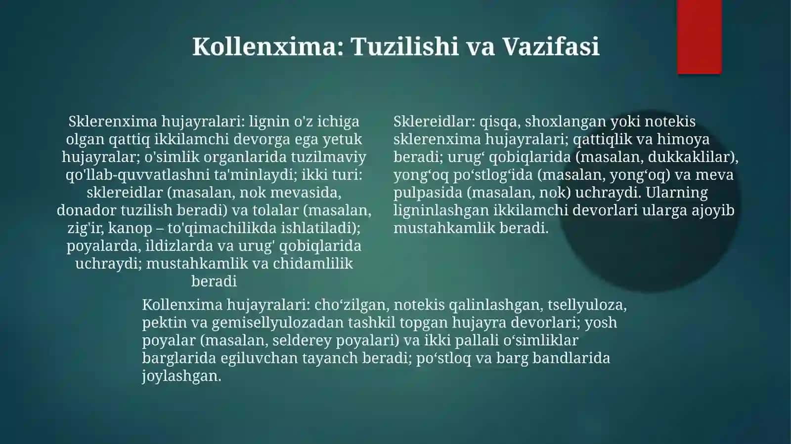 Sklerenxima 4