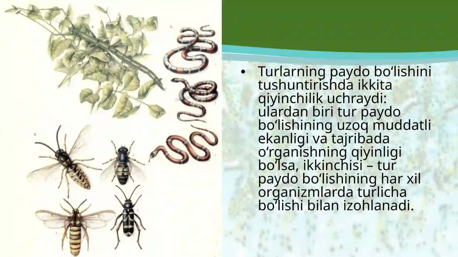 Turlarning paydo bo‘lishi 4
