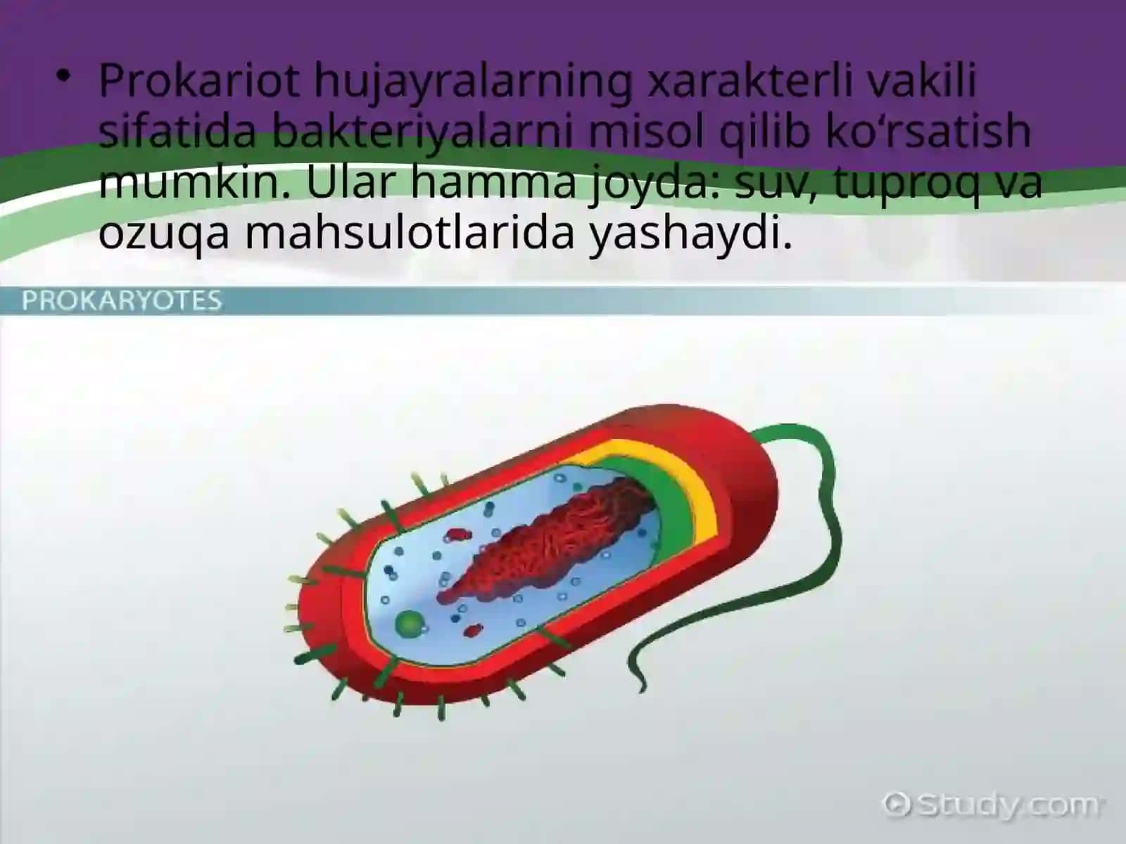 Prokariot hujayra 4