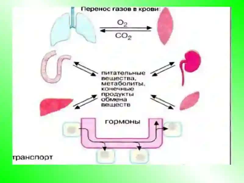 ҚОН БИОКИМЁСИ 4