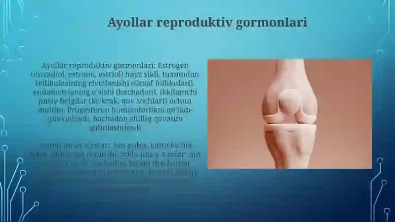 Erkakvaayoltosaʼzolariningtuzilishxususiyatlari 4