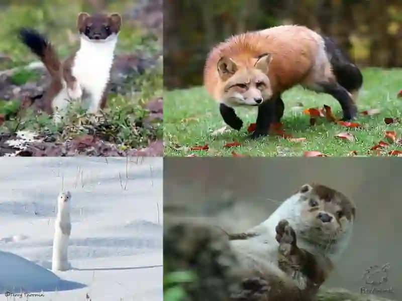 Wildlife of Britain 4