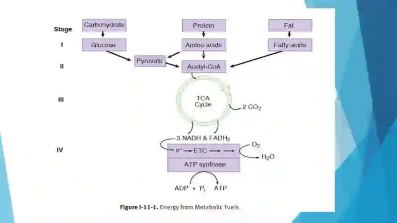 Umumiy energiya almashinuvi 4