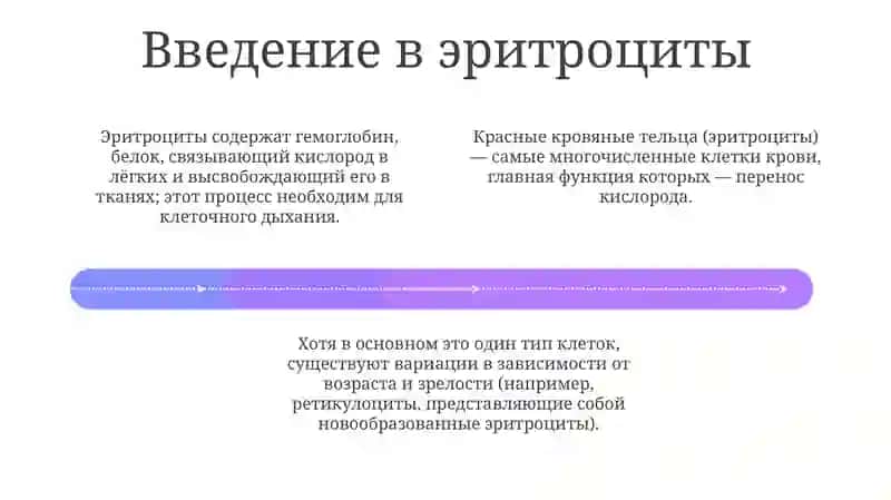 Эритроциты, виды и функции 4