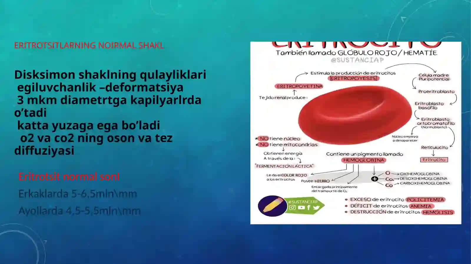 eritrotsitlar turlari va funksiyalari 4