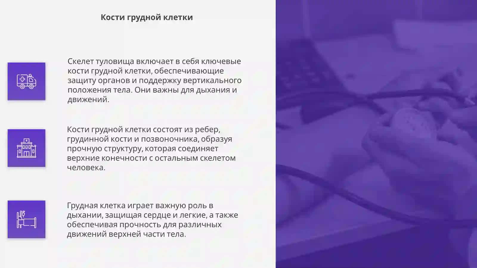 Скелет туловища 4