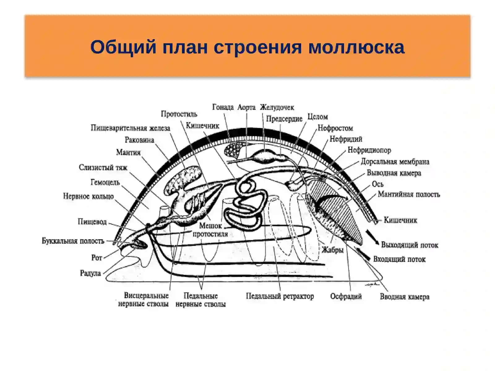 Моллюски и Членистоногие 4