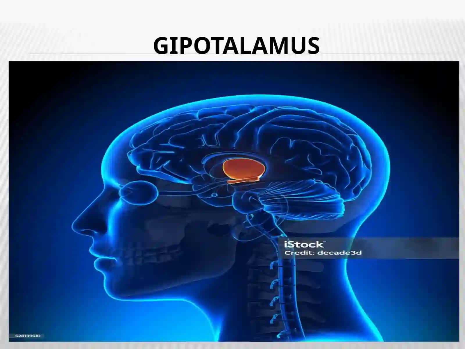 Gipotalamusneyrosekretsiyasiningstrukturaviyasoslari 4