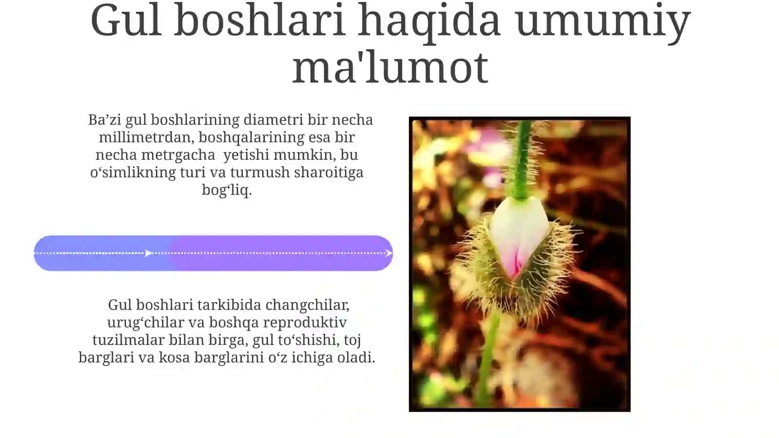Toʻpgullar.Ularning tuzilishi va tiplari 4