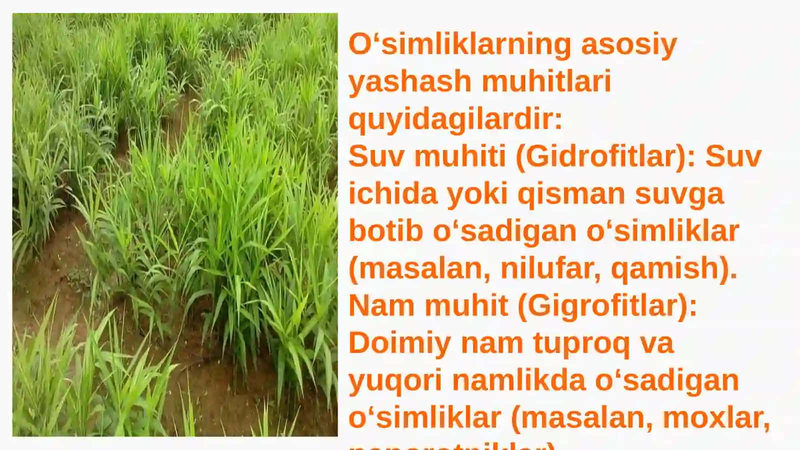 Oʻsimliklarning yashash muhitlari 4