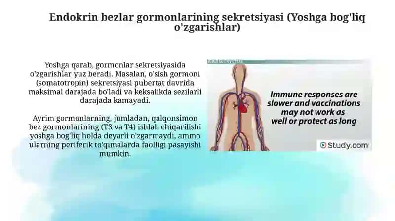 Endokrin sistemasini yoshga bog'liq xususiyatlari 4