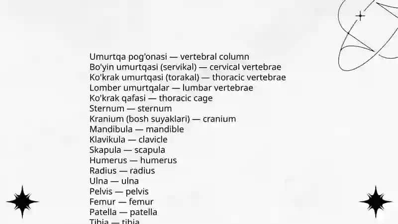 Anatomik iboralarning tarjimasi 4