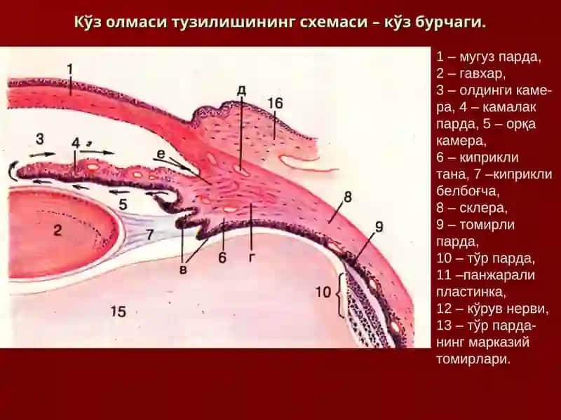 СЕЗУВ АЪЗОЛАРИ 4