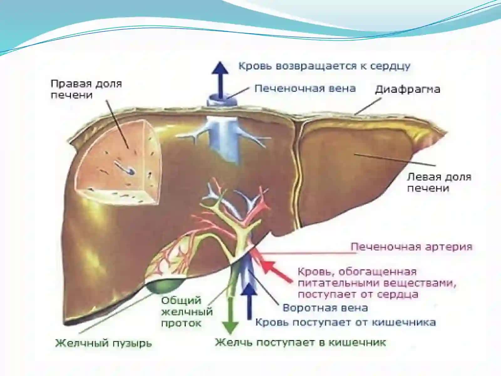 TibbiyotFakulteti 4
