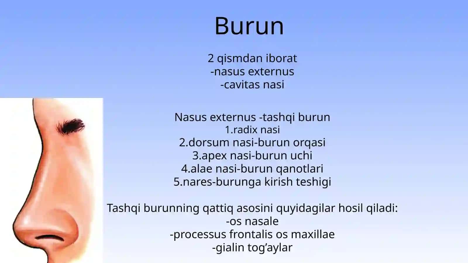 Nafas olish sistemasi va hiqildoq 4