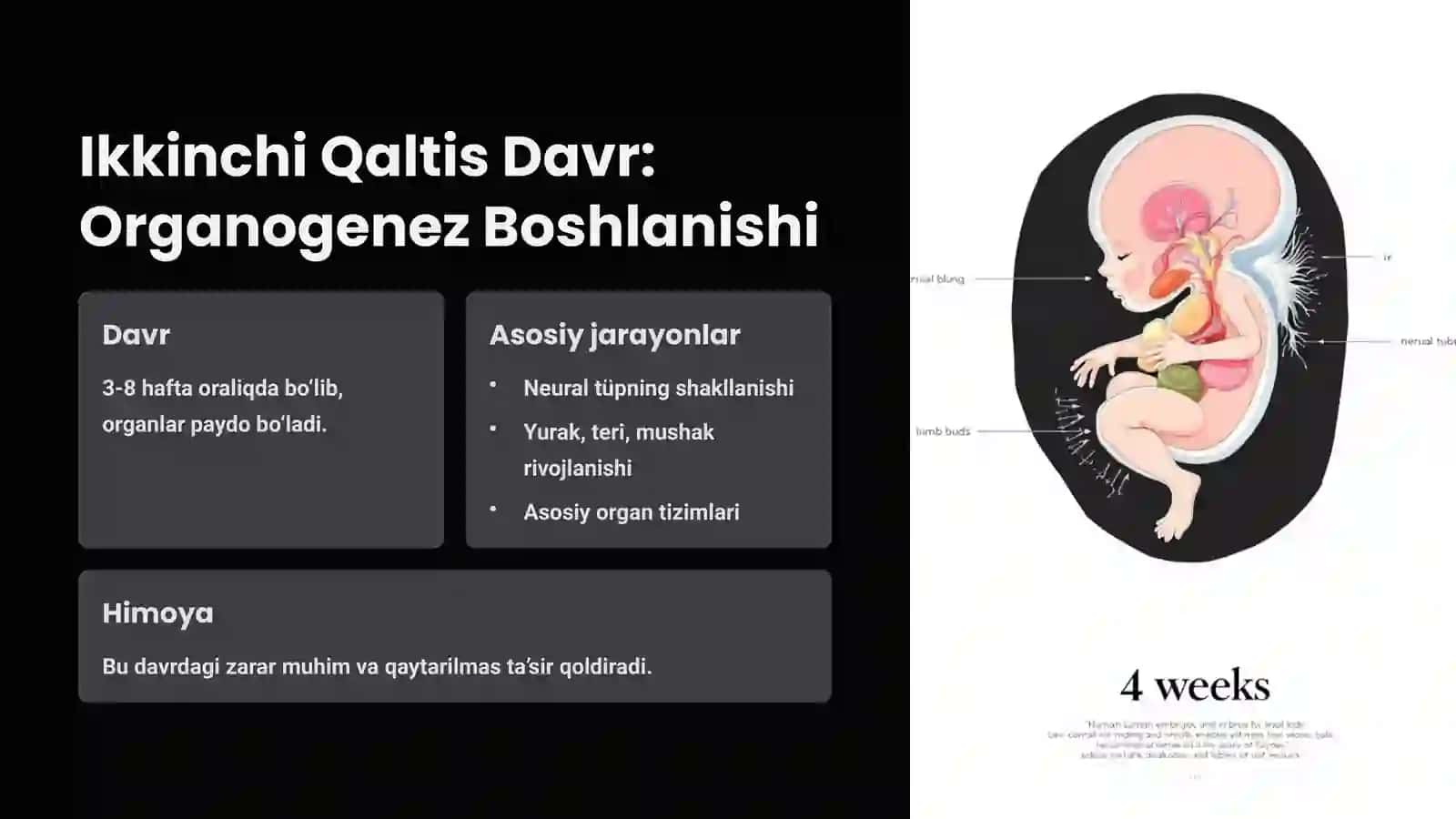 Odam Embriogenezining Qaltis Davrlari 4