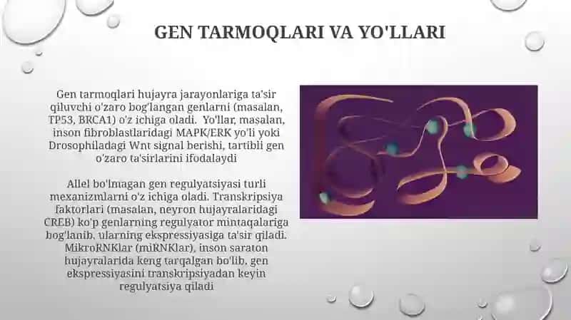 To'ldiruvchi: Mutant fenotiplarni qutqarish 4