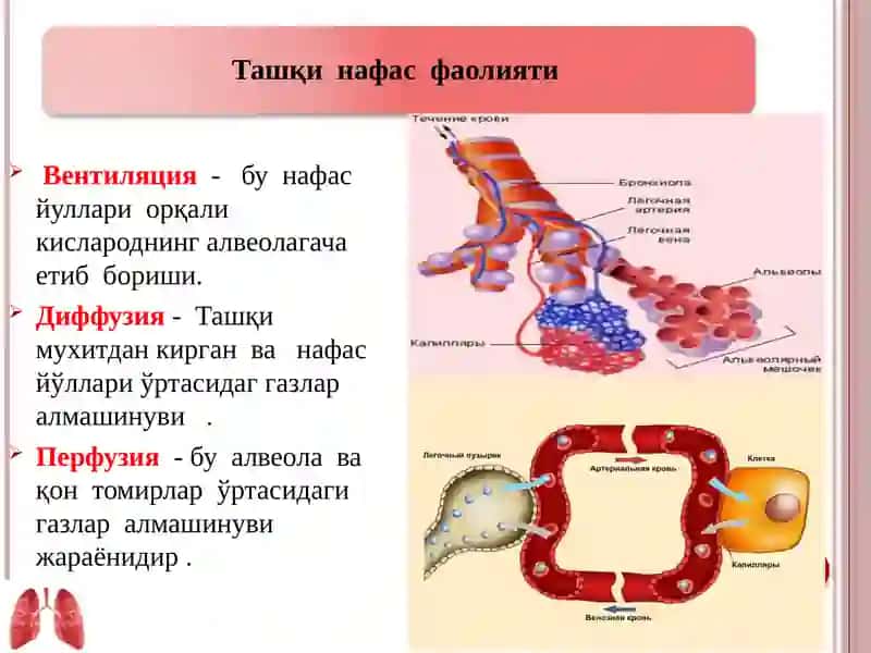Ташқи нафас фаолиятини текшириш усуллари 4