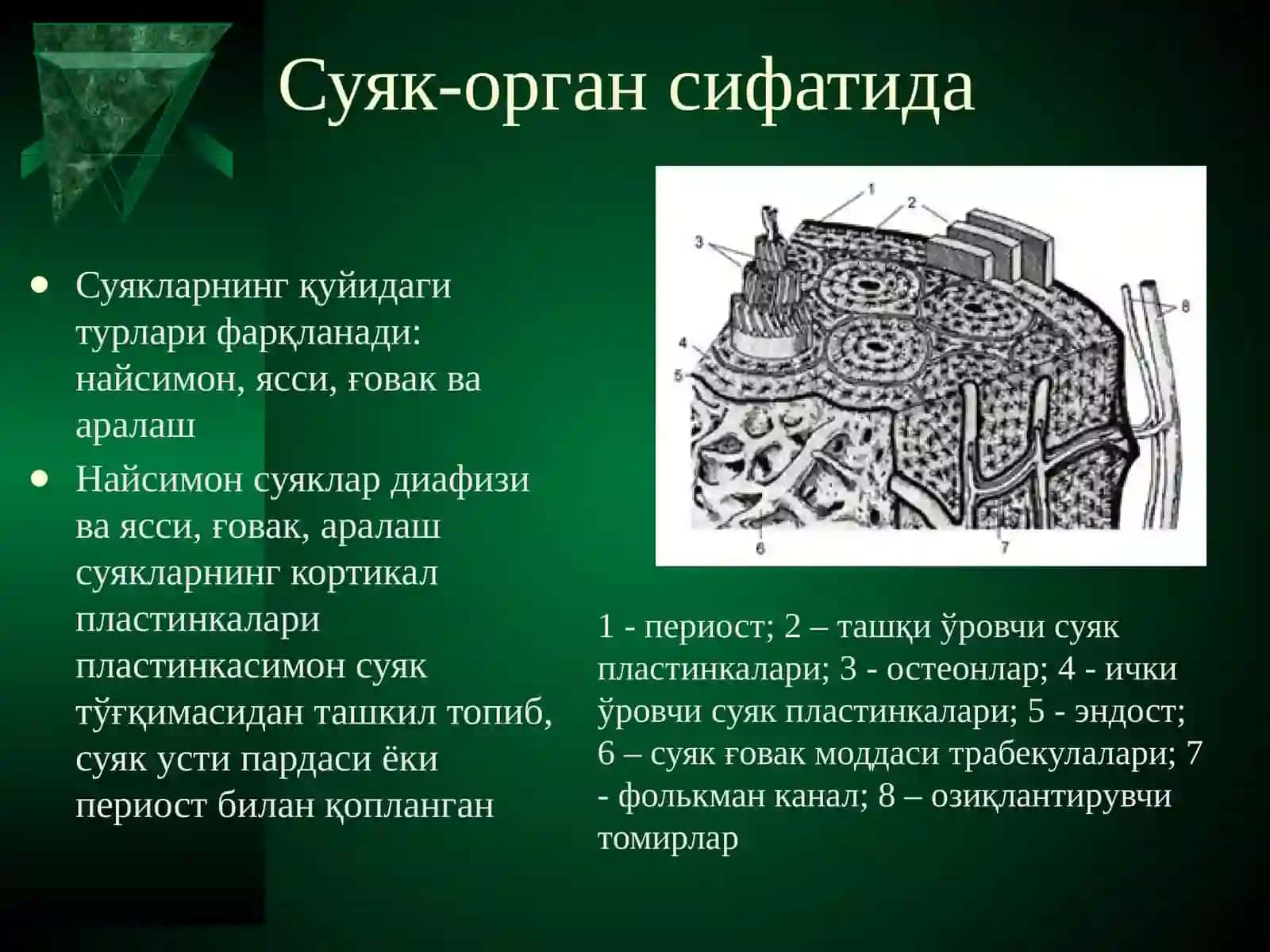Суяк тўқимасининг РЕГЕНЕРАЦИЯСИ 4