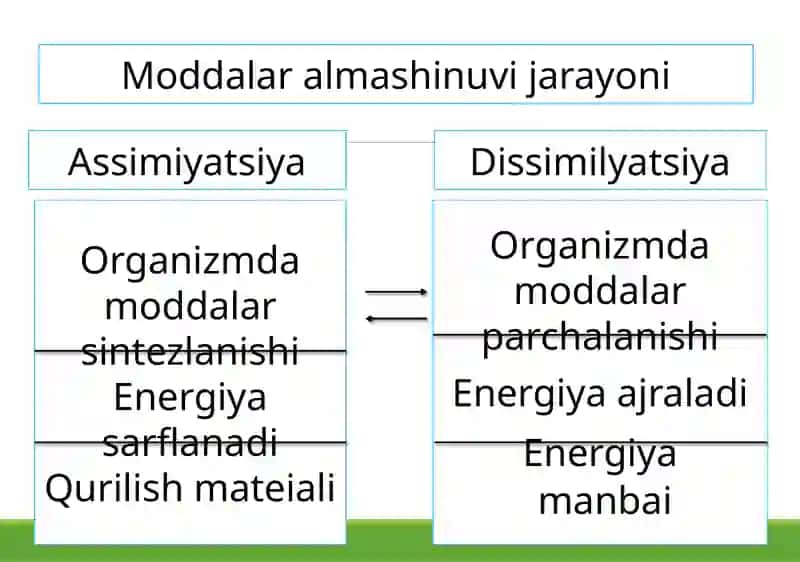 Hujayrava organizmining hayotiy xossalari 4