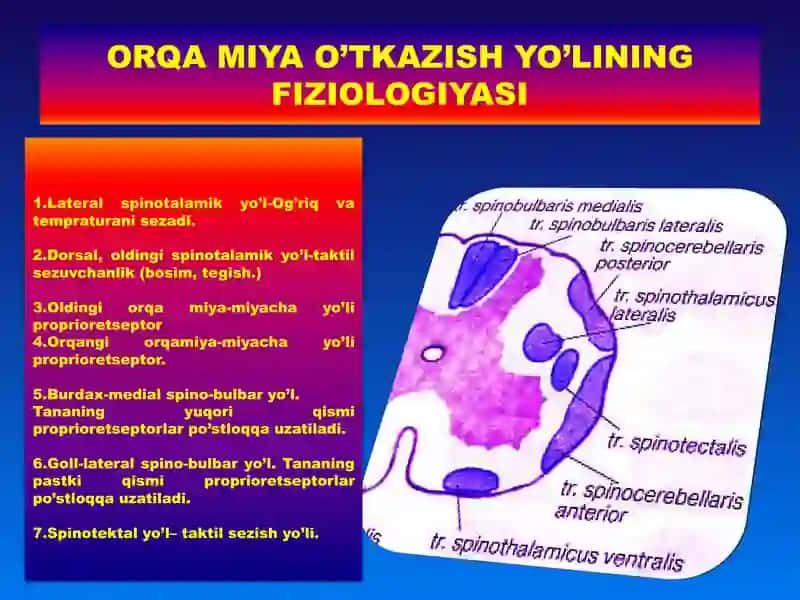 Markaziy nerv tizimining fiziologiyasi 4