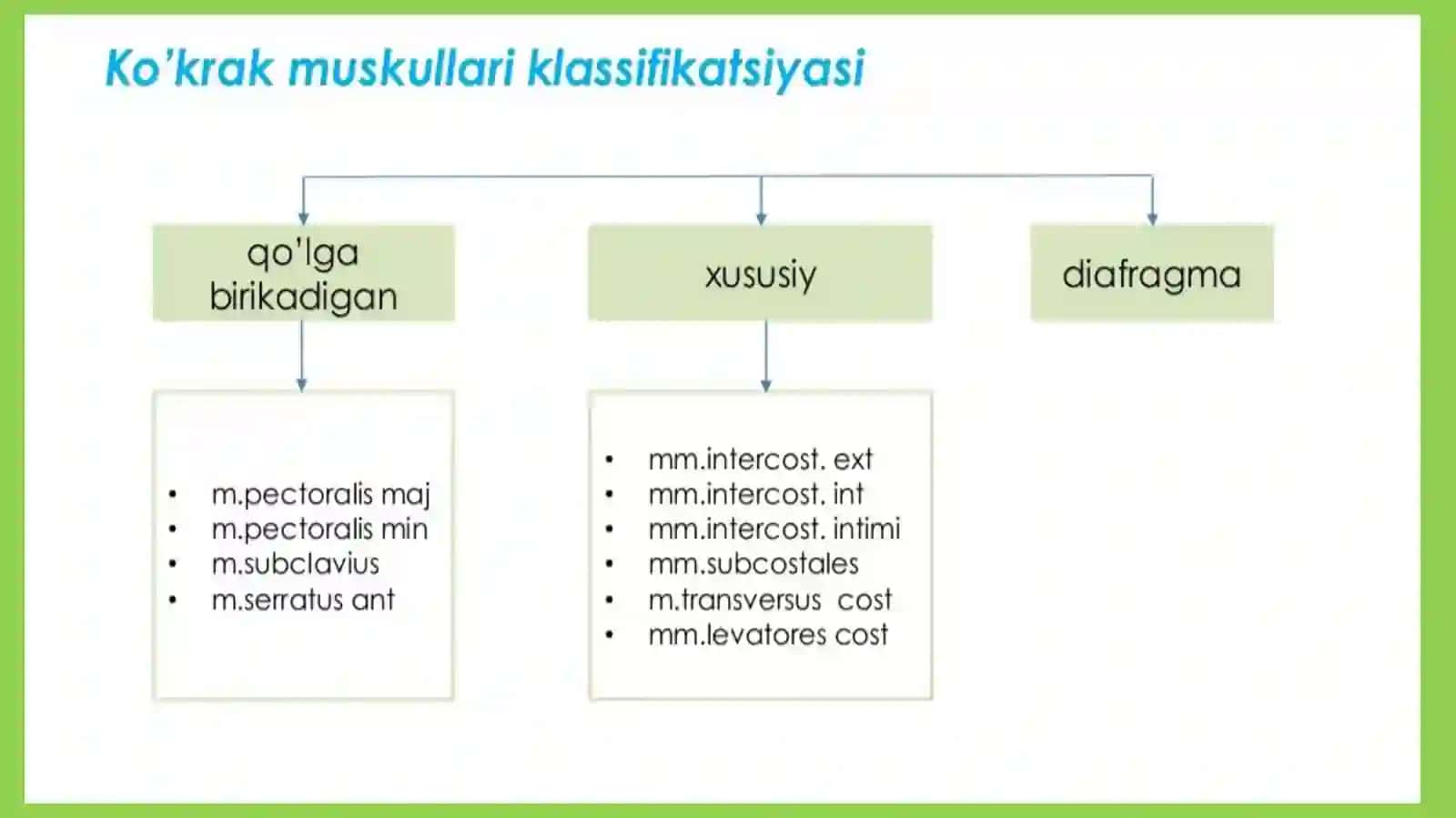 Kòkrak,diafragmavaqorinmuskullari 4