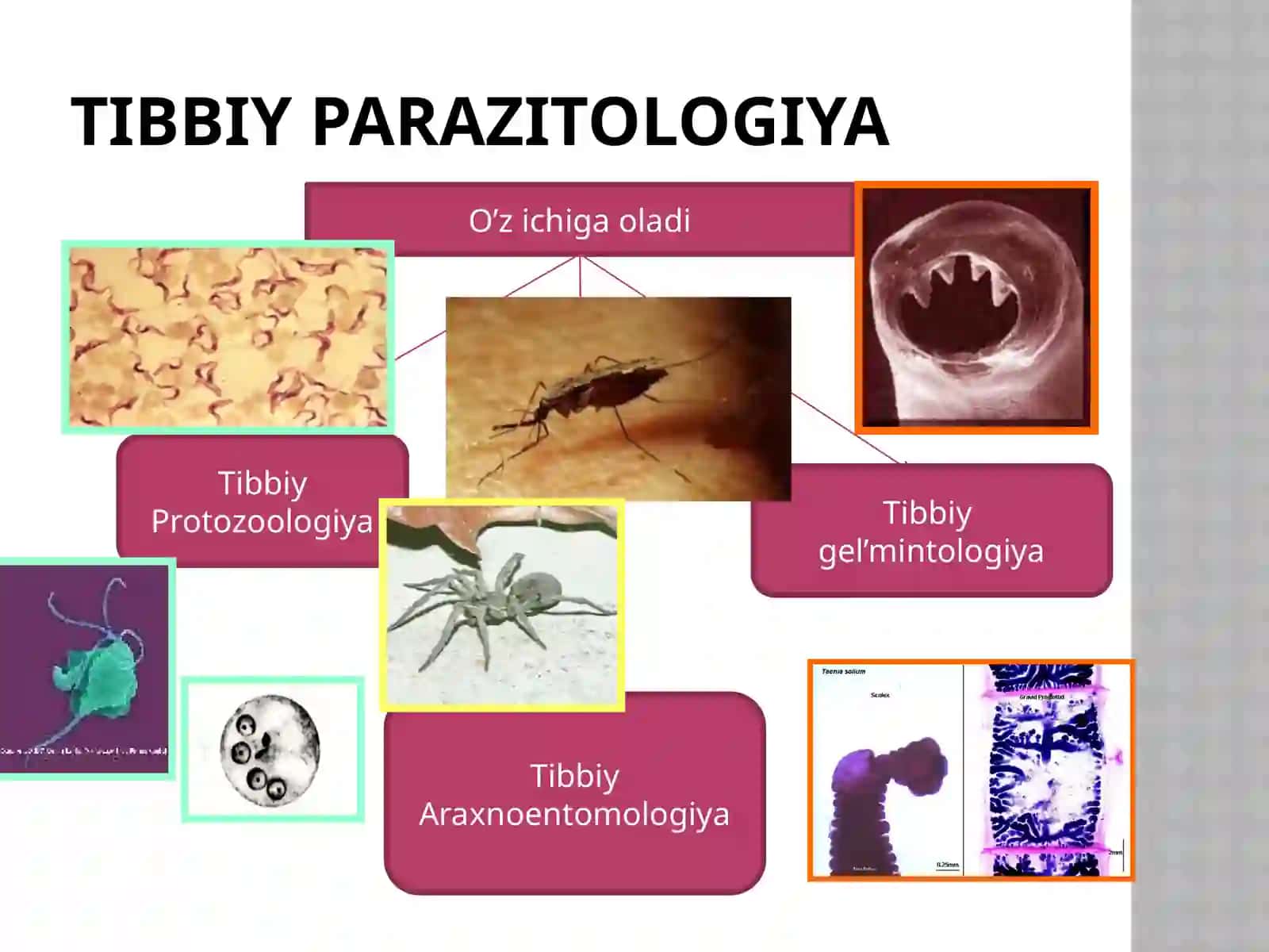 Parazitizmning biologik asoslari 4
