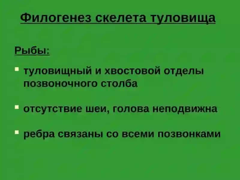 Осевой скелет 4