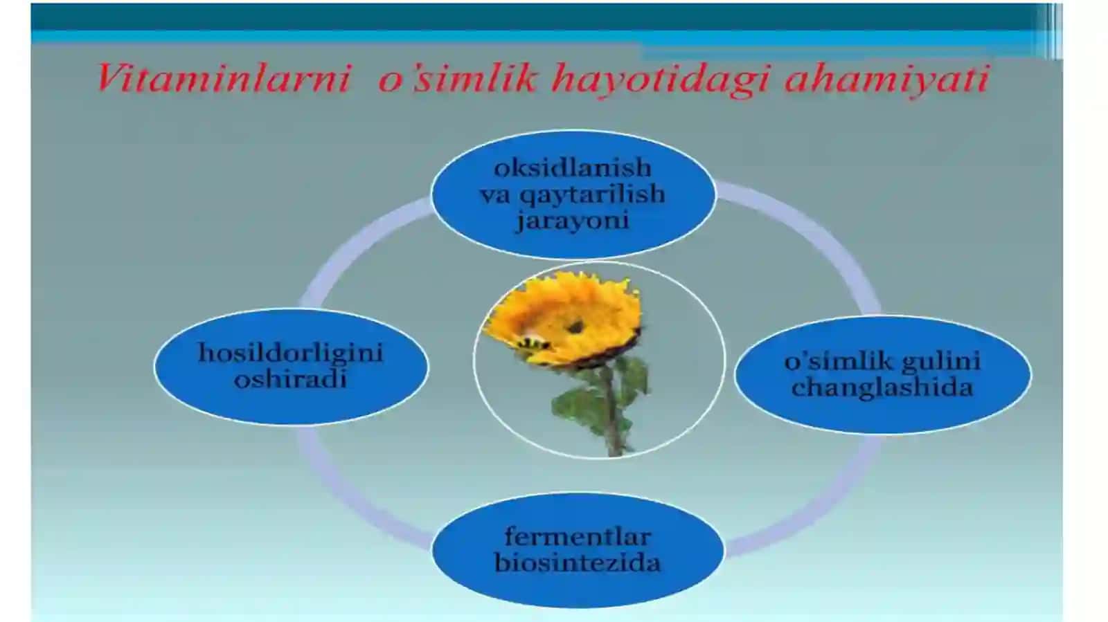 DORIVOR O’SIMLIKLARDAN OQILONA FOYDALANISH 4