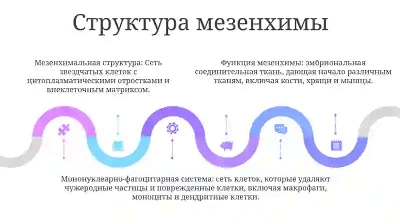 Строение И Функции Мезенхимы 4