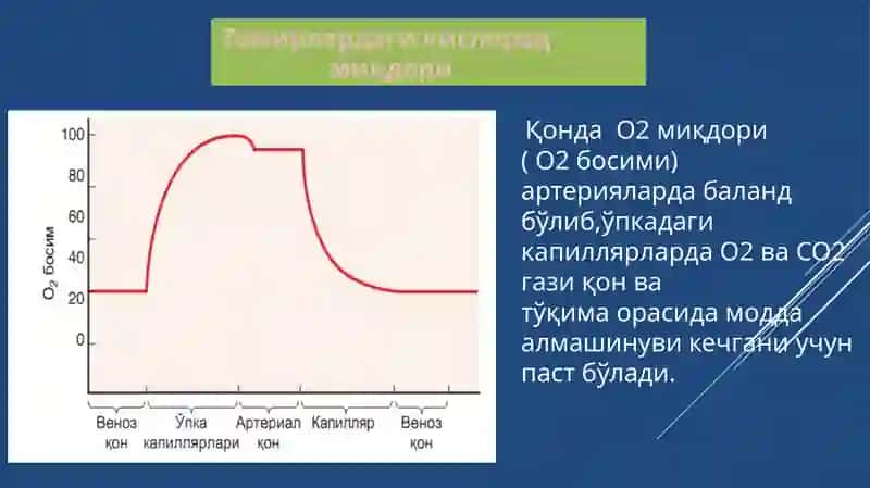 Қон ва қон яратилиши 4