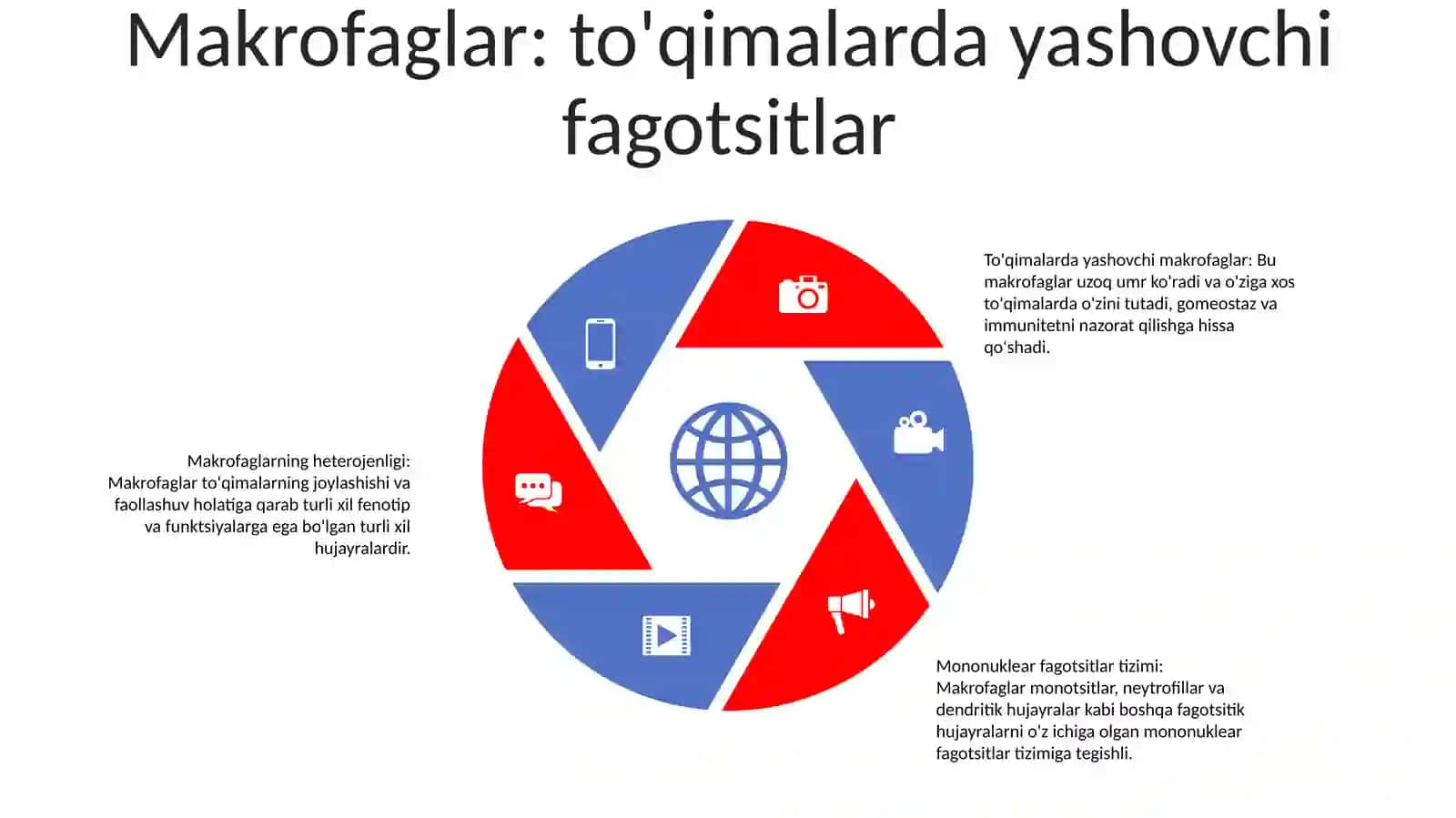 Mononuklear Fagositlar Tizimi Tarkibi Ularning Ahamiyati 4