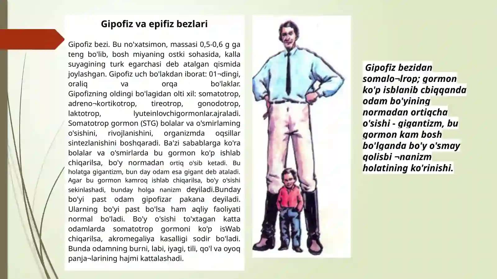 Ichki sekretsiya bezlari 4