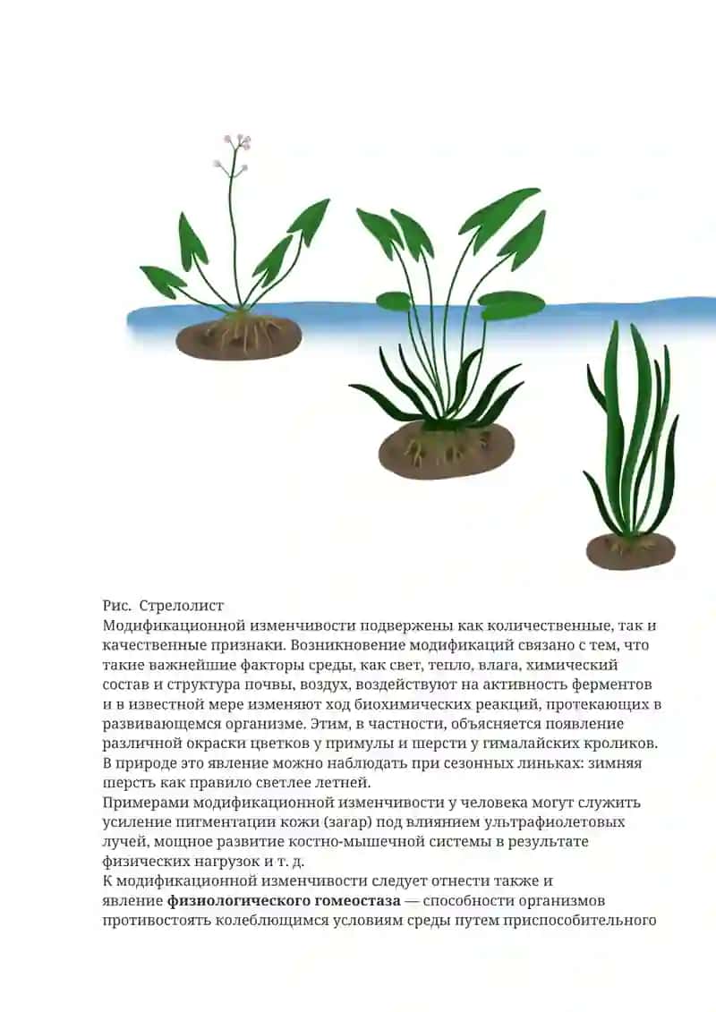 Наследственная изменчивость 4