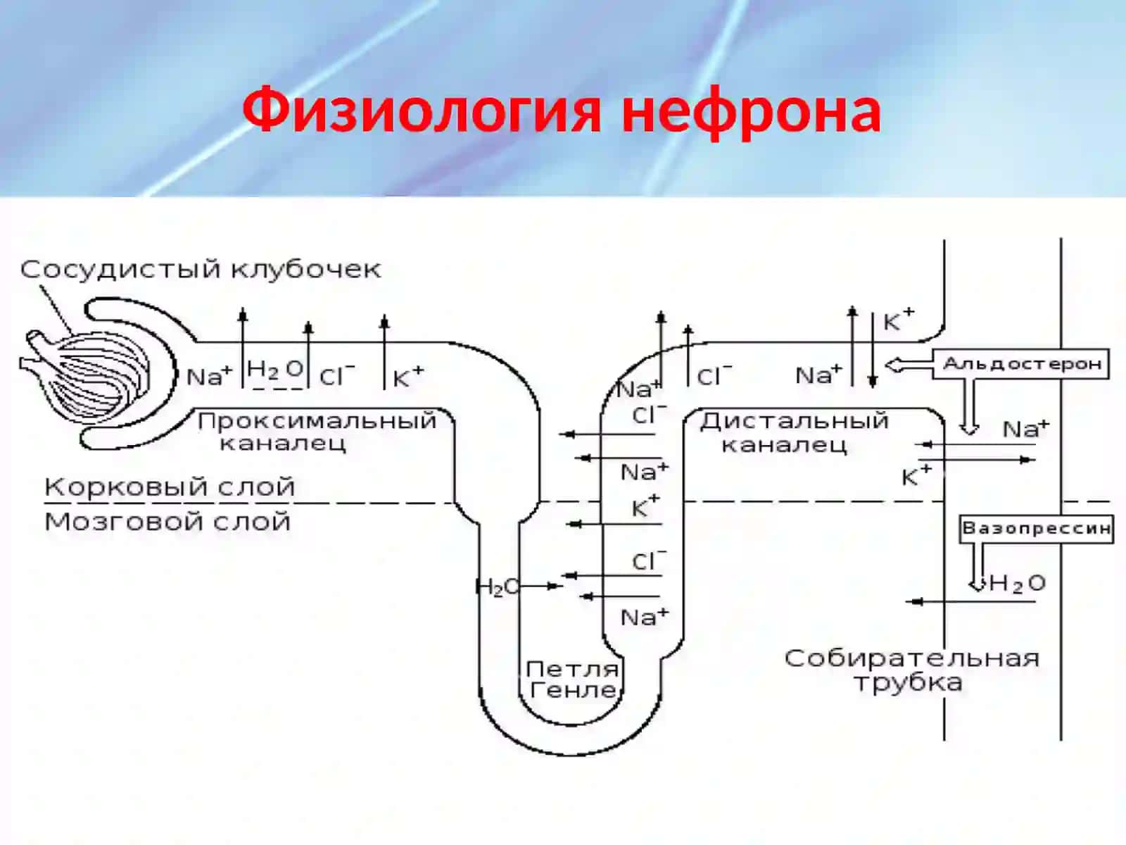 Хроническая болезнь почек 4