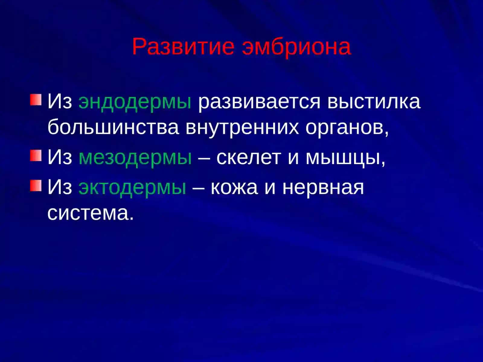 Развитие головного мозга 4