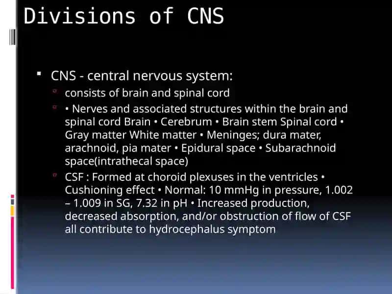 The Human Brain 4