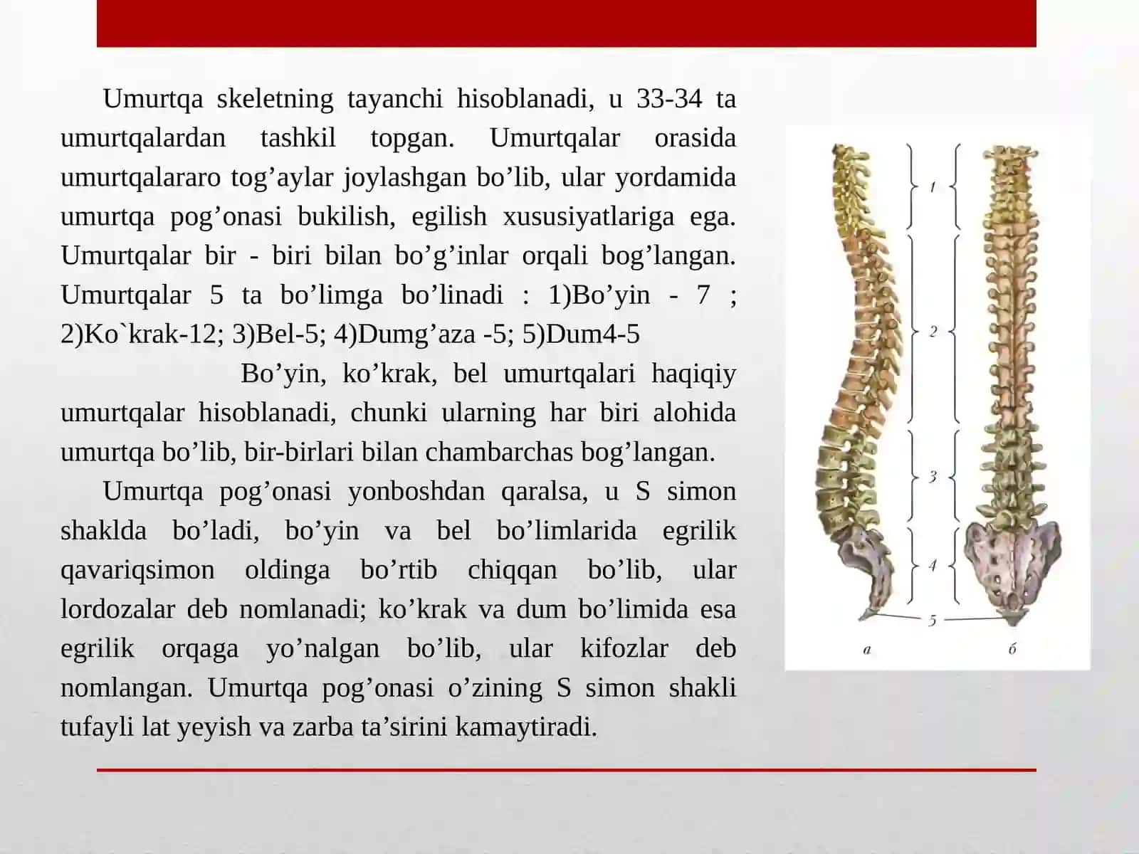 Suyaklarning tuzilishi, suyaklarning birikishturlari 4