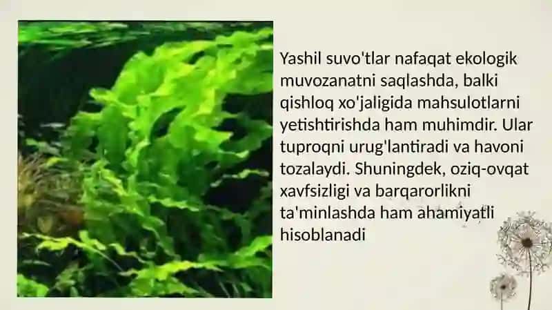 Yashil Suvo'tlar 4