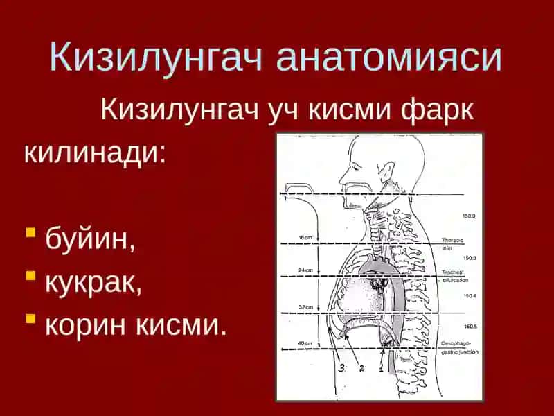 Кизилунгач Саратони 4