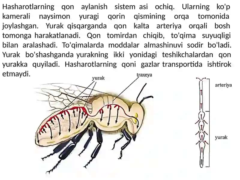 UMURTQASIZLARNING QON AYLANISH SISTEMAS 4
