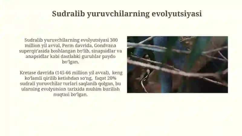 Sudralib yuruvchilar(reptiliyalar) 4