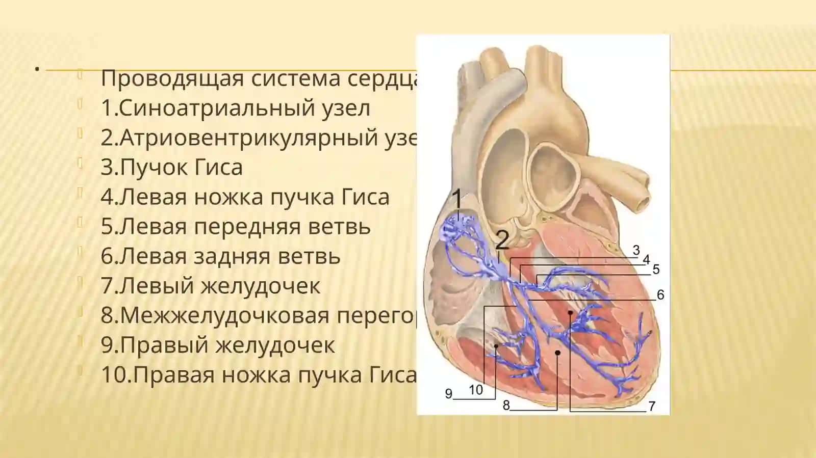 Yurakning o’tkazuvchanlik tizimi 4
