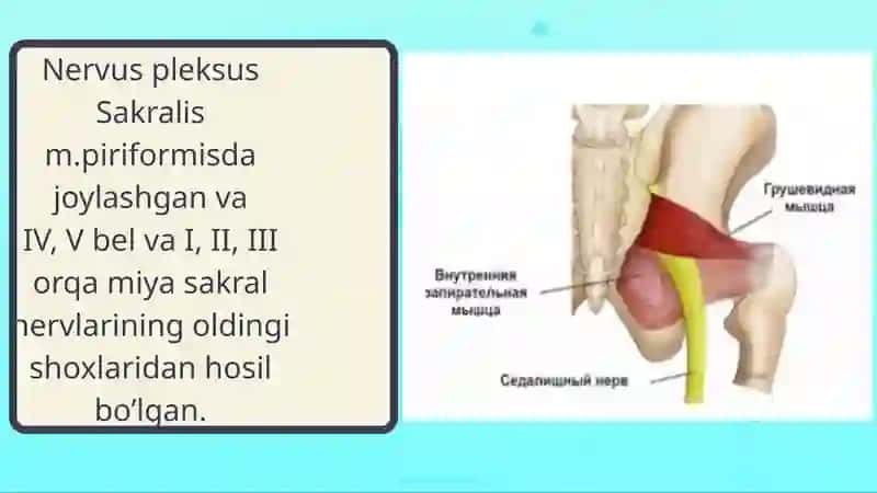 Tos organlari innervatsiyasi va buzilish sindromlari 4